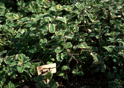 Kitchen Mint, Marsh with name tag
