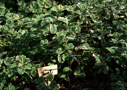 Kitchen Mint, Marsh with name tag photo