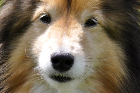 Sheepdog cute macro