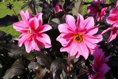 Natural blossom bloom