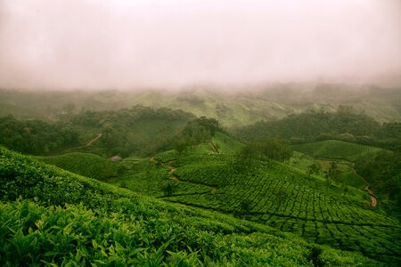 Green landscape