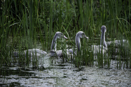 Little Cygnets swimming in the marsh photo
