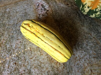 Yellow Squash