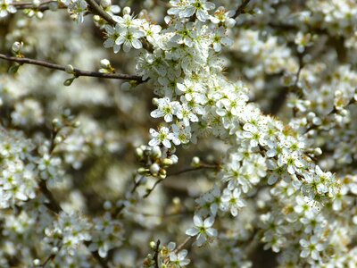Schlehendorn heckendorn hedge
