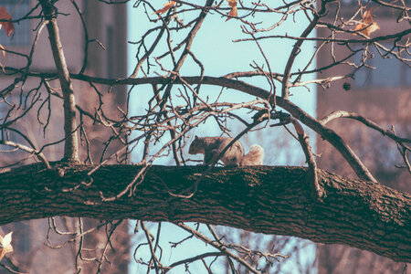 City Squirrel photo