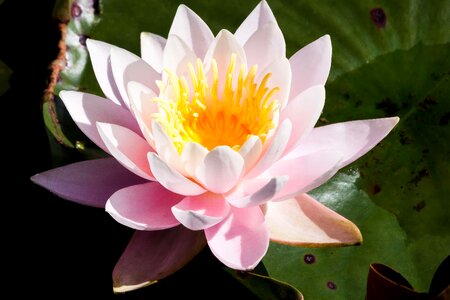 Aquatic beautiful beautiful flowers