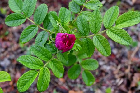 Rose flower leaf photo