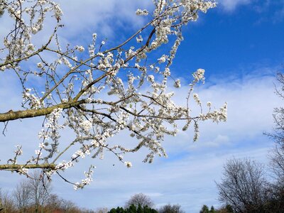 Branch flowering sky