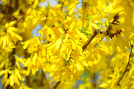 Blossom bloom bush