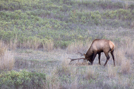 Bull Elk in rut-1 photo