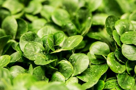 Basil calorie dark green