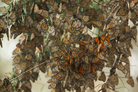 Monarch butterflies-5 photo