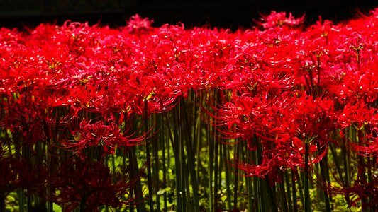 Lycoris squamigera red flower gilsang