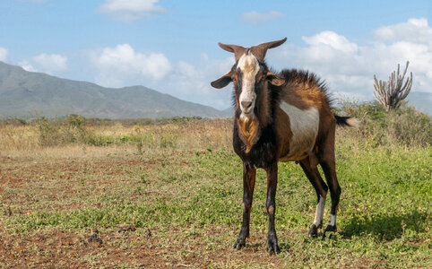 Male goat animal in heat photo