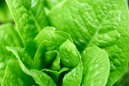 Garden Lettuce Close up photo