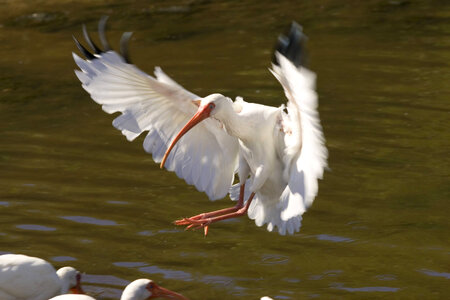 White Ibis landing photo