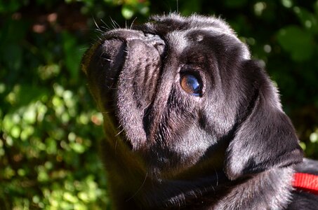Purebred dog lap dog pet