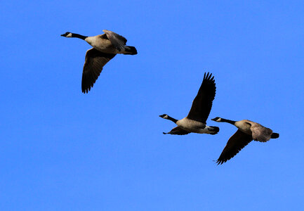 Canada geese-1 photo