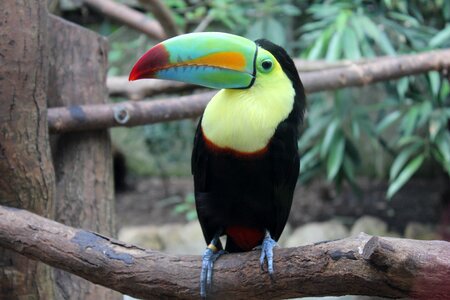 Tropical bird colorful plumage photo