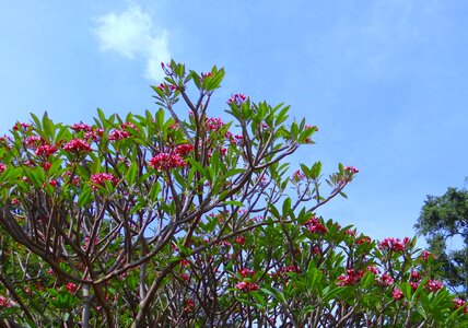 Plumeria rubra flower tree photo