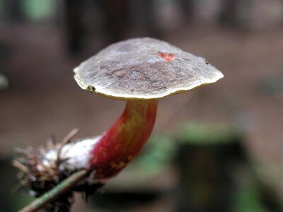 Agaric forest photo
