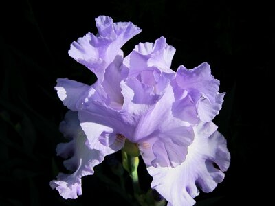 Beautiful Flowers biology bloom