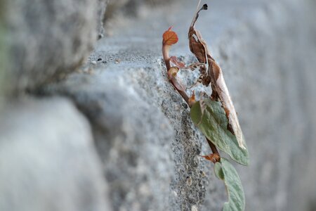 Camo insect wing photo