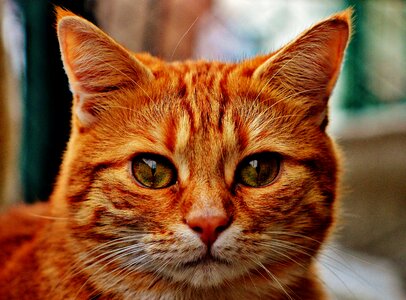 Adorable animal beautiful photo