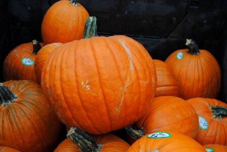 Halloween vegetable orange photo