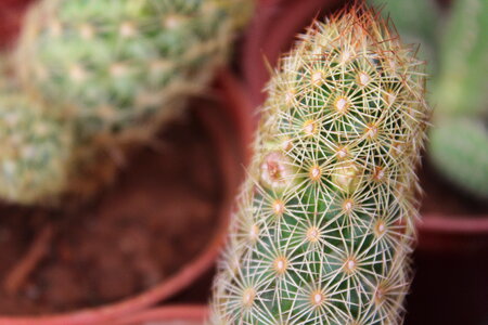 Closeup Of Cactus Thorns