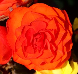 Ornamental plant flowers blossom