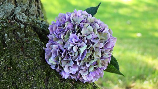 Beautiful Flowers beautiful photo blooming
