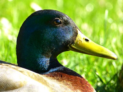 Bird duck bird colorful