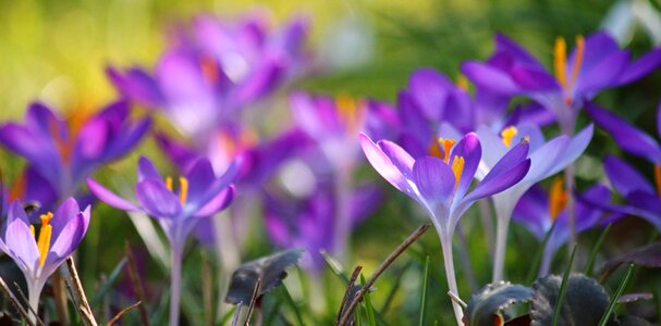 Beautiful Flowers bloom blooming
