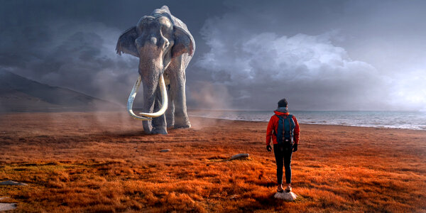 Large Elephant heading towards a backpacker photo