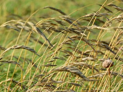 Straws dry grass blowing in the wind photo