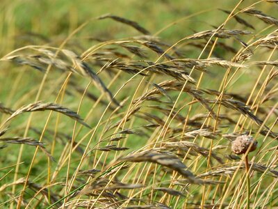 Straws dry grass blowing in the wind