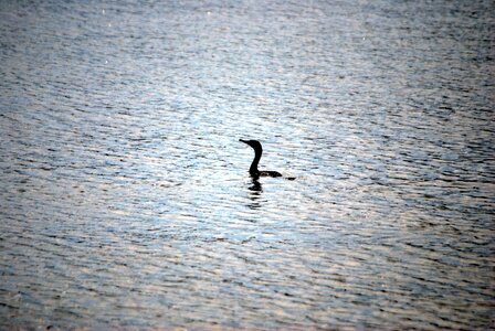 Water lake swimming photo