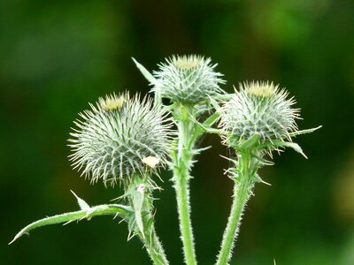 Thistle ornamental plant medicinal plant photo