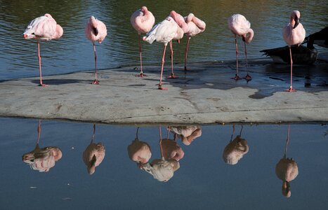 Flamingos water bird bill