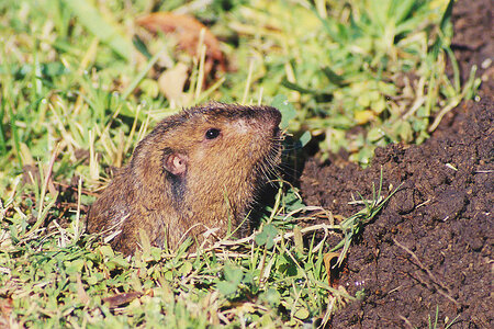 Gopher sticking its head out of the ground photo