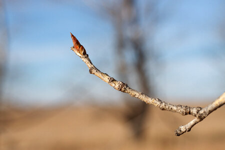 Realistic tree branch