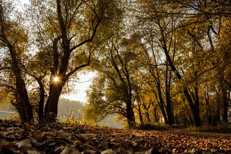 Autumn forest path sunrays photo