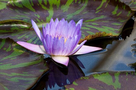 Lake rose aquatic plants petals