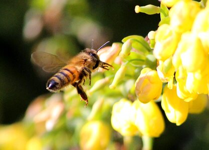 Nectar pollinate worker bee
