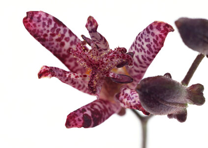 Purple orchid photo
