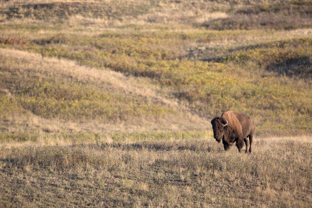 Bison bull in landscape-3