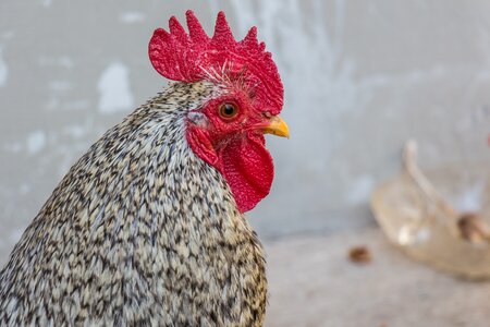 Poultry winged feathered photo