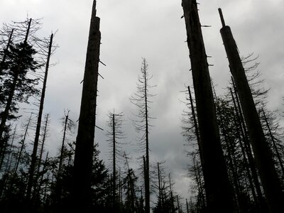 Dead trees dead wood storm photo