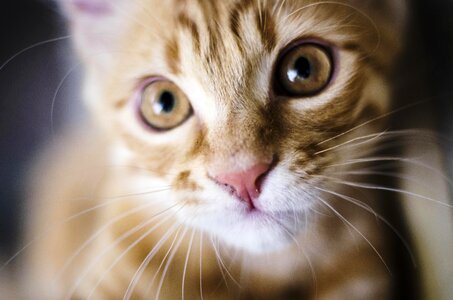 Adorable animal cat